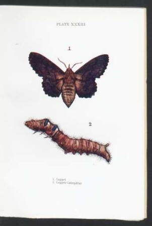 Plate XXXIII