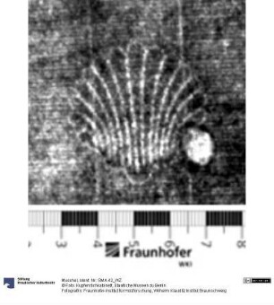 Muschel