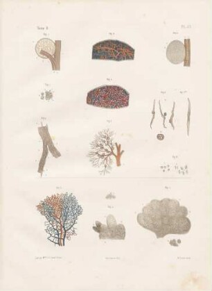 Mikroskopische Studien der Milz