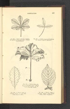 Fig. 245. - Feuille simple á nervation pennée . et limbe lobé (Chéne, Quercus robur).