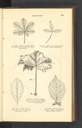 Fig. 245. - Feuille simple á nervation pennée . et limbe lobé (Chéne, Quercus robur).