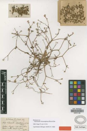 Valerianella chlorostephana Boiss. & Balansa [syntype]