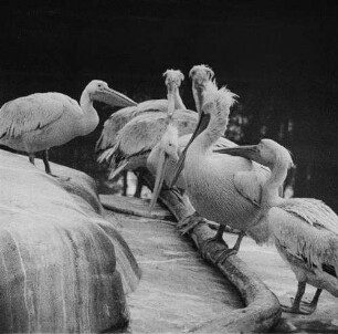 Zootiere. Pelikane im Leipziger Zoo