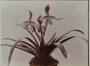 Orchidee