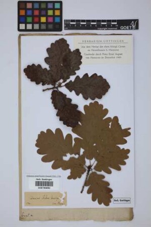 Quercus robur brevipedunculata?