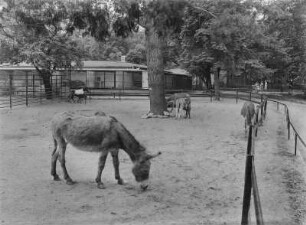 Görlitz. Tierpark. Wiese mit Eseln