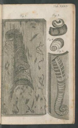 TAb. XXXIV. Fig. 1. - Fig. 4