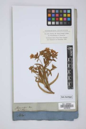 Phlox pilosa Mill.