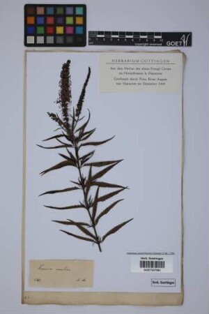 Veronica maritima L.