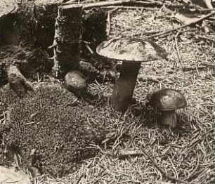 Rochlitzer Berg, Maronen-Röhrling (Imleria badia, Syn. Boletus badius und Xerocomus badius)