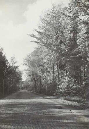 Schönfelder Hochfläche : Radeberg-Schönfelder Hochfläche. Fischbacher Wald. Staatsstraße Dresden-Bautzen im Mischwald