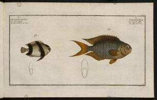 CXCVIIIr, Fig. 1.: Chaetodon Pavo. Fig. 2.: Chaetodon Aruanus