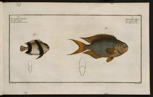 CXCVIIIr, Fig. 1.: Chaetodon Pavo. Fig. 2.: Chaetodon Aruanus