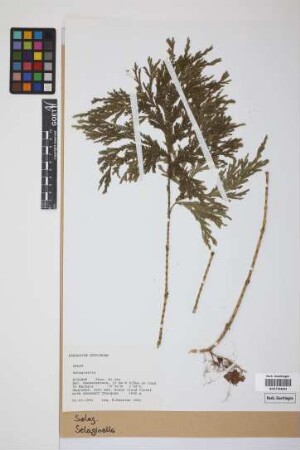 Selaginella P. Beauv.