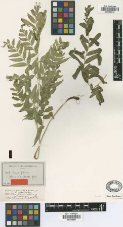 Pteris flexuosa Mett. [type]