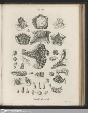 Tab. XXI. Chalk Asteriadae