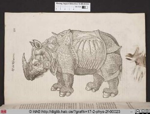Of the Rhinoceros.