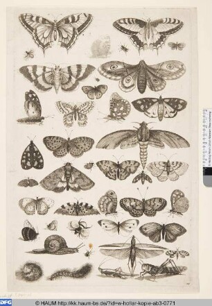Schmetterlinge und Raupen