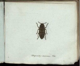 Buprestis mariana Fabr. [bis] Rhynchaenus rubicundus Mihi