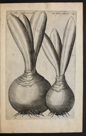 Taf. 31. [Narcissus]
