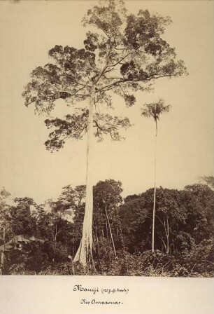 Maniji (120 Fuß hoch), Rio Amazonas