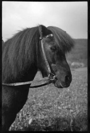 Glotterbad: Shetland Pony, Tochter Wiards