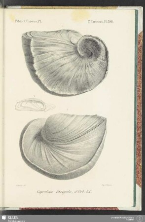 Pl. 590
