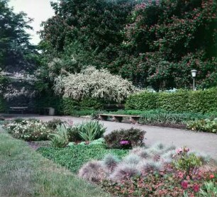 Staudengarten am Neustädter Elbufer in Dresden : Dresden-Neustadt, Königsufer (angelegt 1933-1936; H. Balke). Staudengarten (1934/1935 als Sondergarten für die Reichsgartenschau 1936). Partie mit Teppichbeet, Hainbuchenhecke und rotblühender Roßkastanie/gemeiner Roßkastanie (Aesculus × carnea Hayne/Aesculus hippocastanum L.)