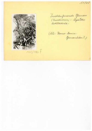 Insektenfressende Pflanzen. Reproduktion aus: Anton Kerner von Marilaun, Adolph Hansen "Pflanzenleben 1. Gestalt und Leben der Pflanze", 1896