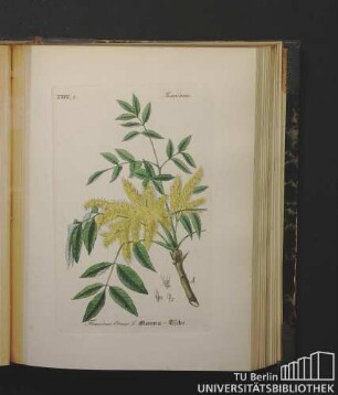 Kasmineae. Fraxinus Ornus L. Manna-Esche.