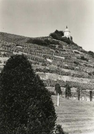 Radebeul-Niederlößnitz. Weinberg mit Jacobstein