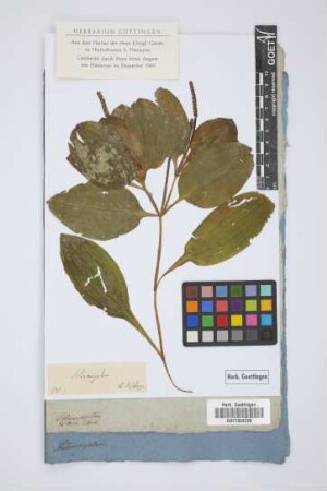 Potamogeton