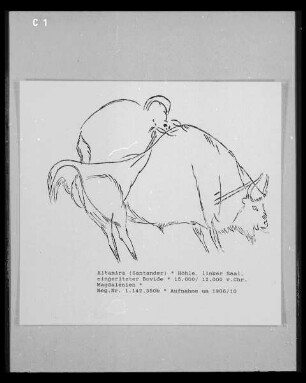 Wandmalerei in der Höhlenwohnung in der Altamira-Höhle: Bison