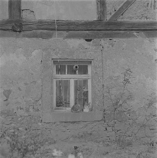 Höfgen. Akt-Pleinair 1979. Fenster eines Wohnhauses mit Katze