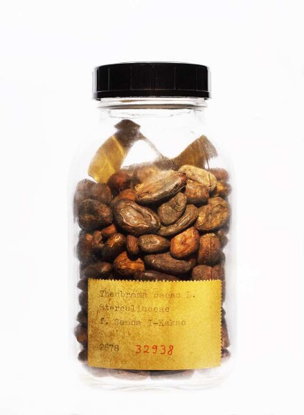 Theobroma cacao L. aus Samoa