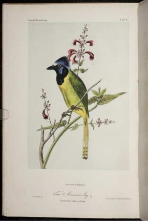 Plate 1. [bis] Plate 20. [siehe arabische Paginierung]