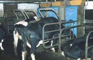 Fotografie: Fütterungstechnik, Milchviehhaltung, Kraftfutter, Abruffütterung, Abrufstation