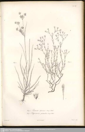 Fig. 1. Juncus Graecus, Bory et Chaub. Fig.2. Saponaria Fruticulosa, Bory et Chaub