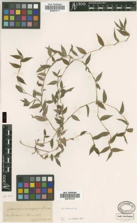 Oplismenus undulatifolius (Ard.) Roem. & Schult.