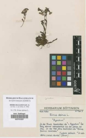 Erinus alpinus L.