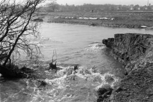 Entwurzelter Baum : Ein durch das Hochwasser entwurzelter Baum am ausgespülten Ufer der Weißen Elster