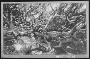 California Live Oak