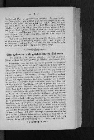 Ein gehetztes und geschlachtetes Schwein.