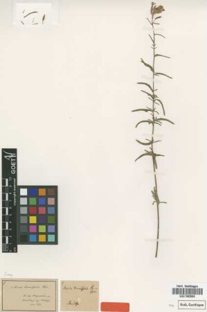 Stevia tenuifolia Phil. [type]