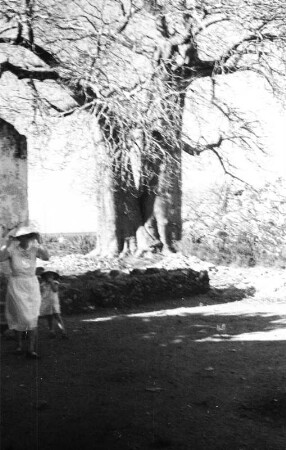 Baobab Baum : Blick auf einen Baobab Baum