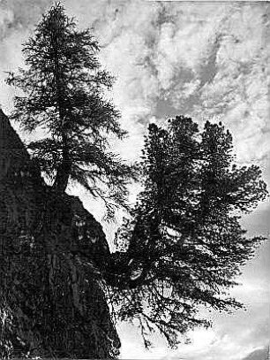 Europäische Lärche (Larix decidua) und Arve (Zirbe, Zirbelkiefer, Pinus cembra) an einem Steilhang des Venter Tales