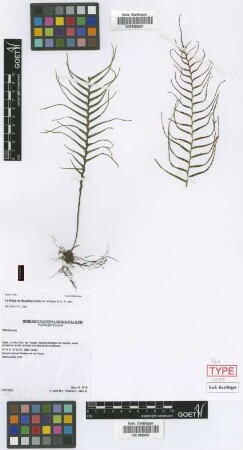 Lellingeria flagellipinnata M.Kessler & A.R.Sm. [paratype]