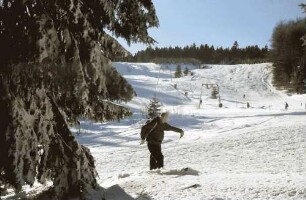 Schauinsland: Skilift zum Haldenköpfle (Hofsgrund); Vordergrund Tanne