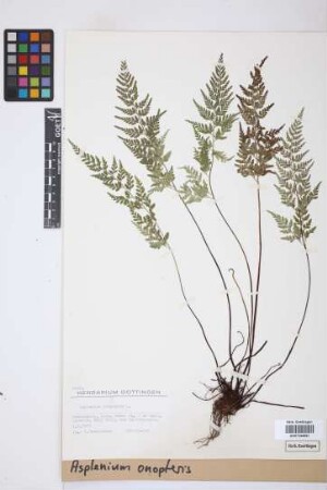 Asplenium onopteris