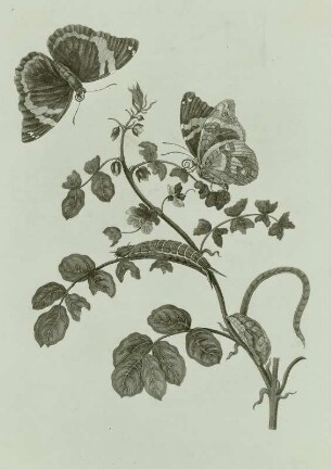 Metamorphisis Insectorum Surinamensium